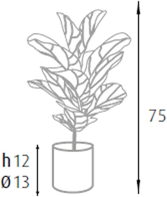 King Home pianta FICUS LYRATA H. 75 cm 21 FOGLIE completa di vaso con muschio