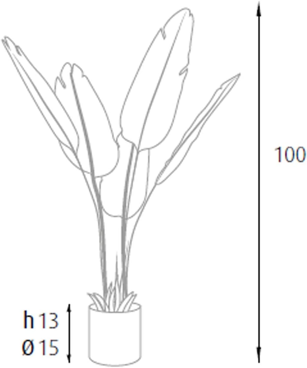 King Home pianta STRELITZIA H. 100 cm 5 FOGLIE completa di vaso con muschio