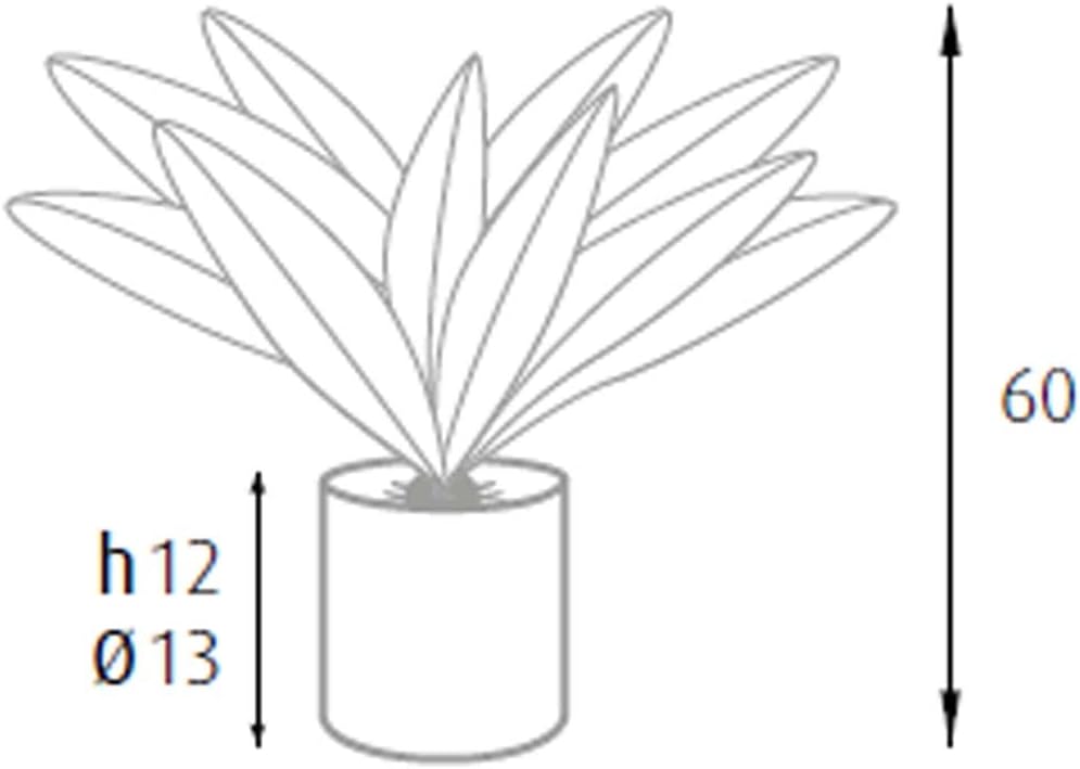 King Home pianta DRACAENA H. 60 cm 19 FOGLIE completa di vaso con muschio