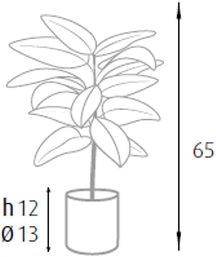 King Home pianta FICUS ELASTICA H. 65 cm 15 FOGLIE completa di vaso con muschio