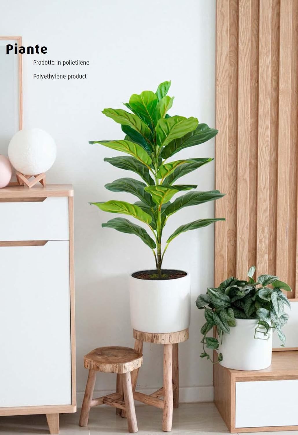 King Home pianta FICUS LYRATA H. 75 cm 21 FOGLIE completa di vaso con muschio