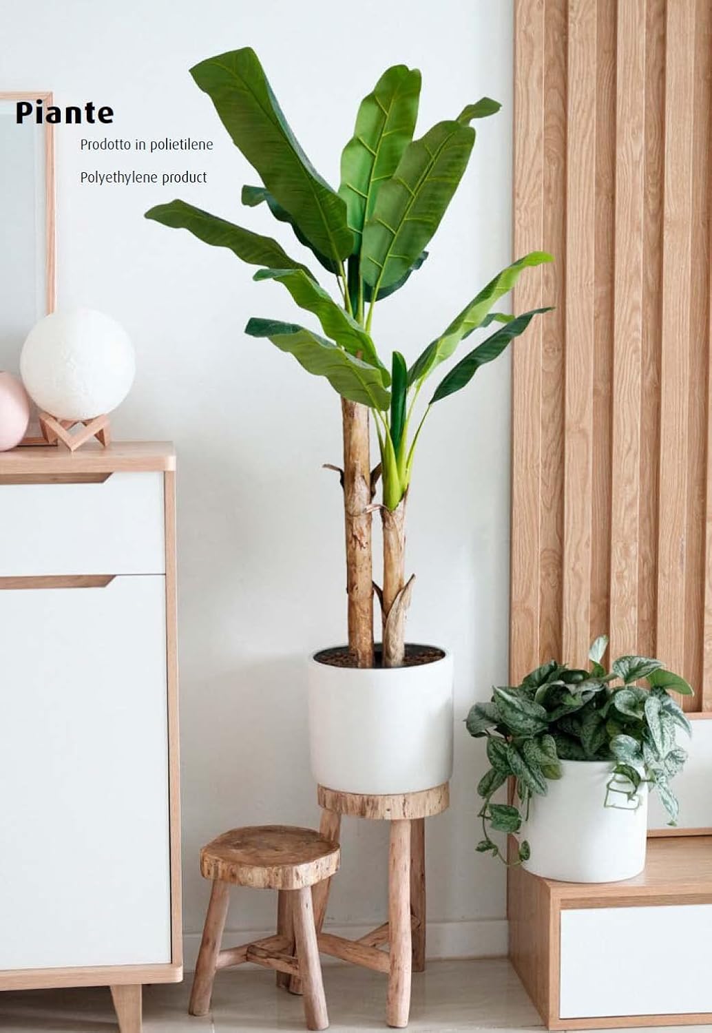 King Home pianta BANANO H. 170 cm 17 FOGLIE completa di vaso con muschio