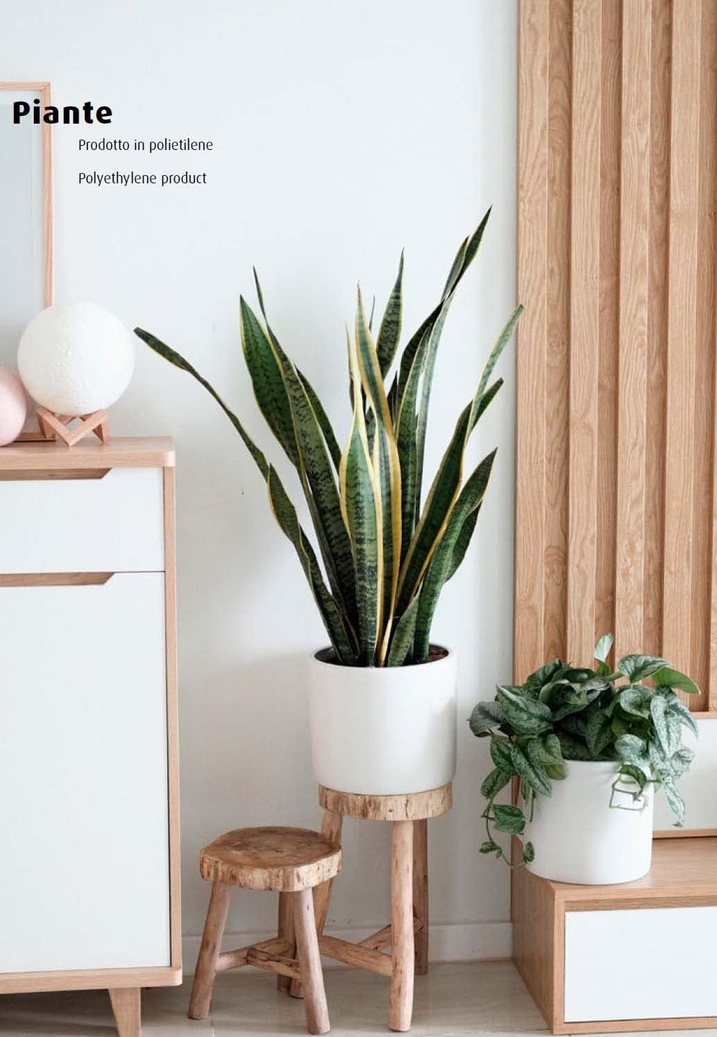 King Home pianta SANSEVIERIA H. 75 cm 21 FOGLIE completa di vaso con muschio