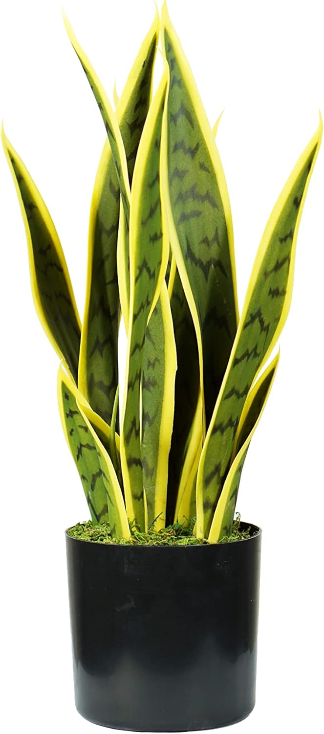 King Home pianta SANSEVIERIA H. 45 cm 12 FOGLIE completa di vaso con muschio