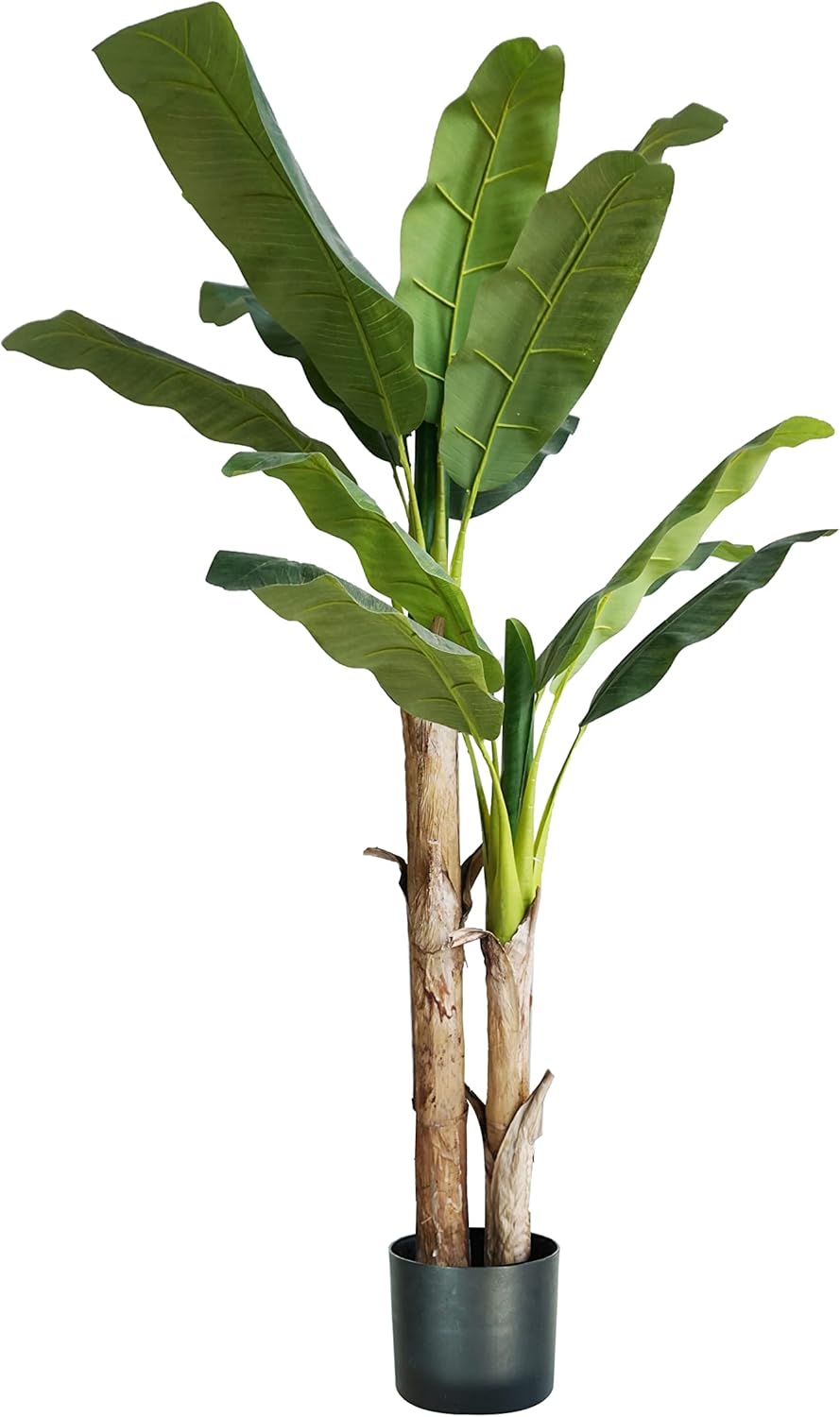 King Home pianta BANANO H. 170 cm 17 FOGLIE completa di vaso con muschio