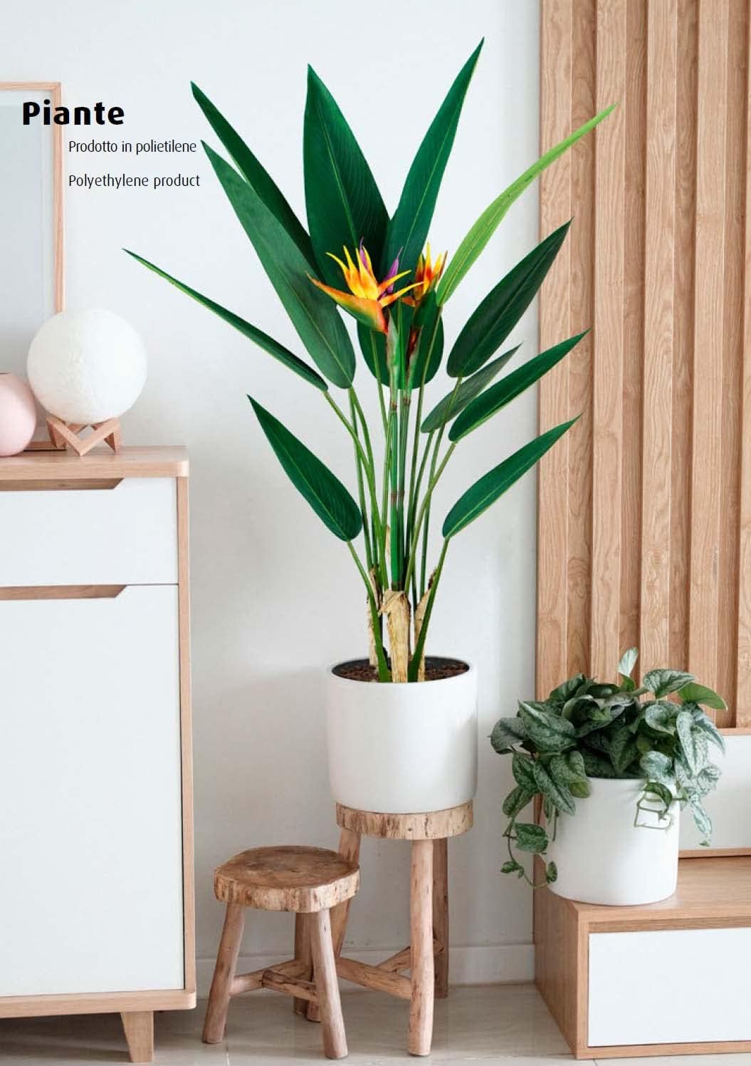 King Home pianta STRELITZIA H. 120 cm 12 FOGLIE + 2 FIORI completa di vaso con muschio