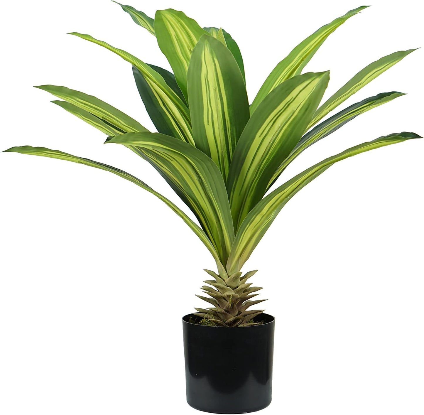 King Home pianta DRACAENA H. 60 cm 19 FOGLIE completa di vaso con muschio