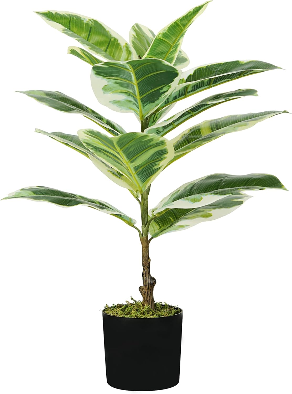 King Home pianta FICUS ELASTICA H. 65 cm 15 FOGLIE completa di vaso con muschio