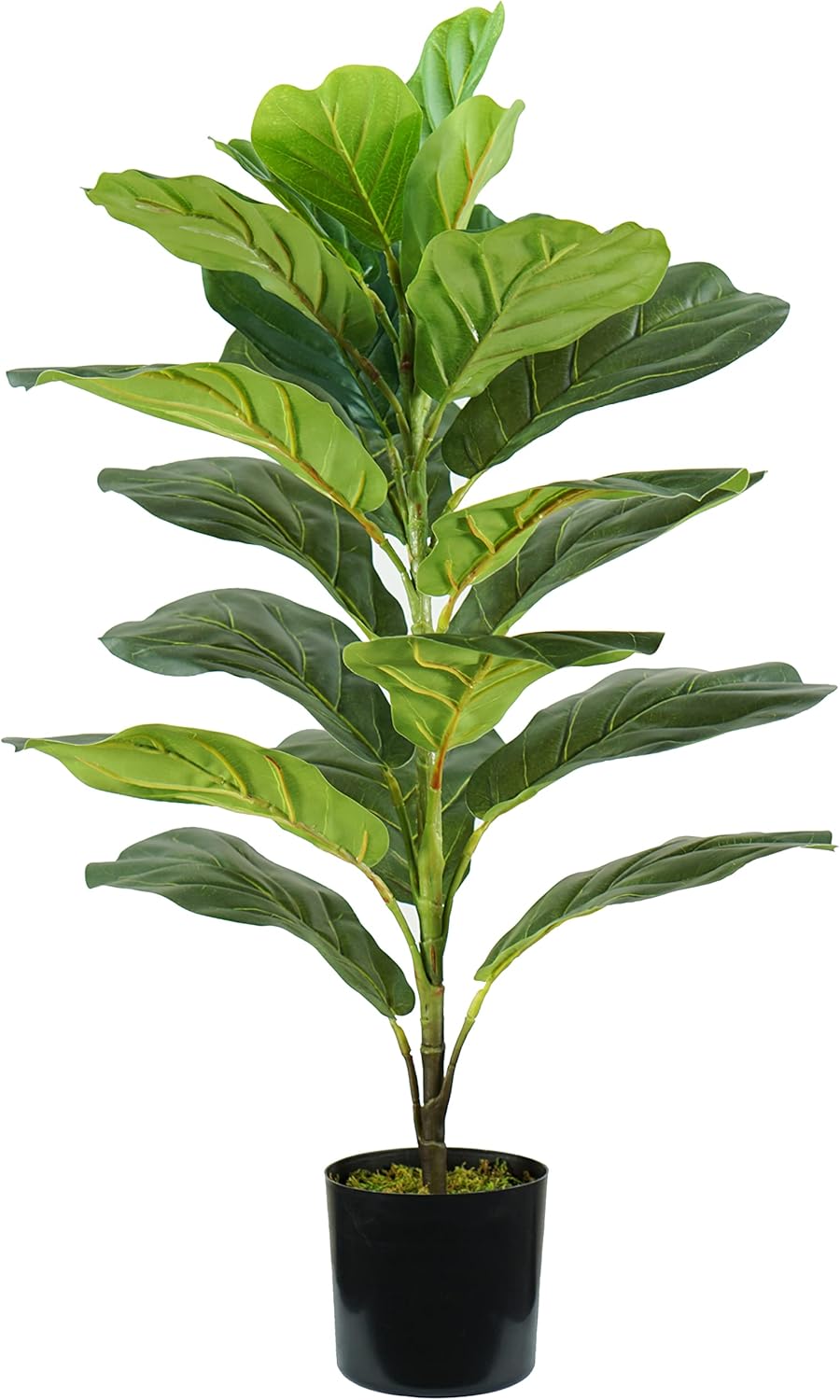 King Home pianta FICUS LYRATA H. 75 cm 21 FOGLIE completa di vaso con muschio