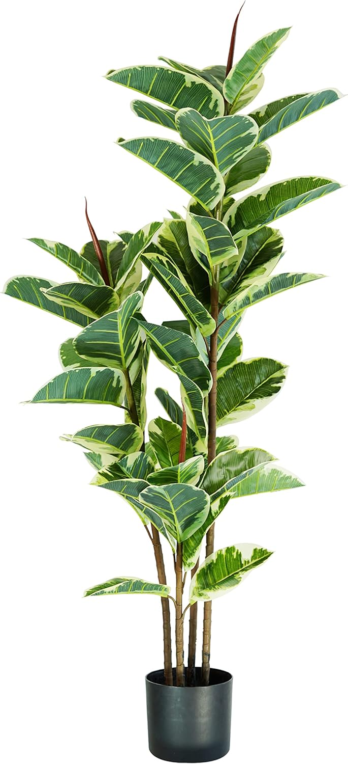 King Home pianta FICUS ELASTICA H. 145 cm 54 FOGLIE completa di vaso con muschio