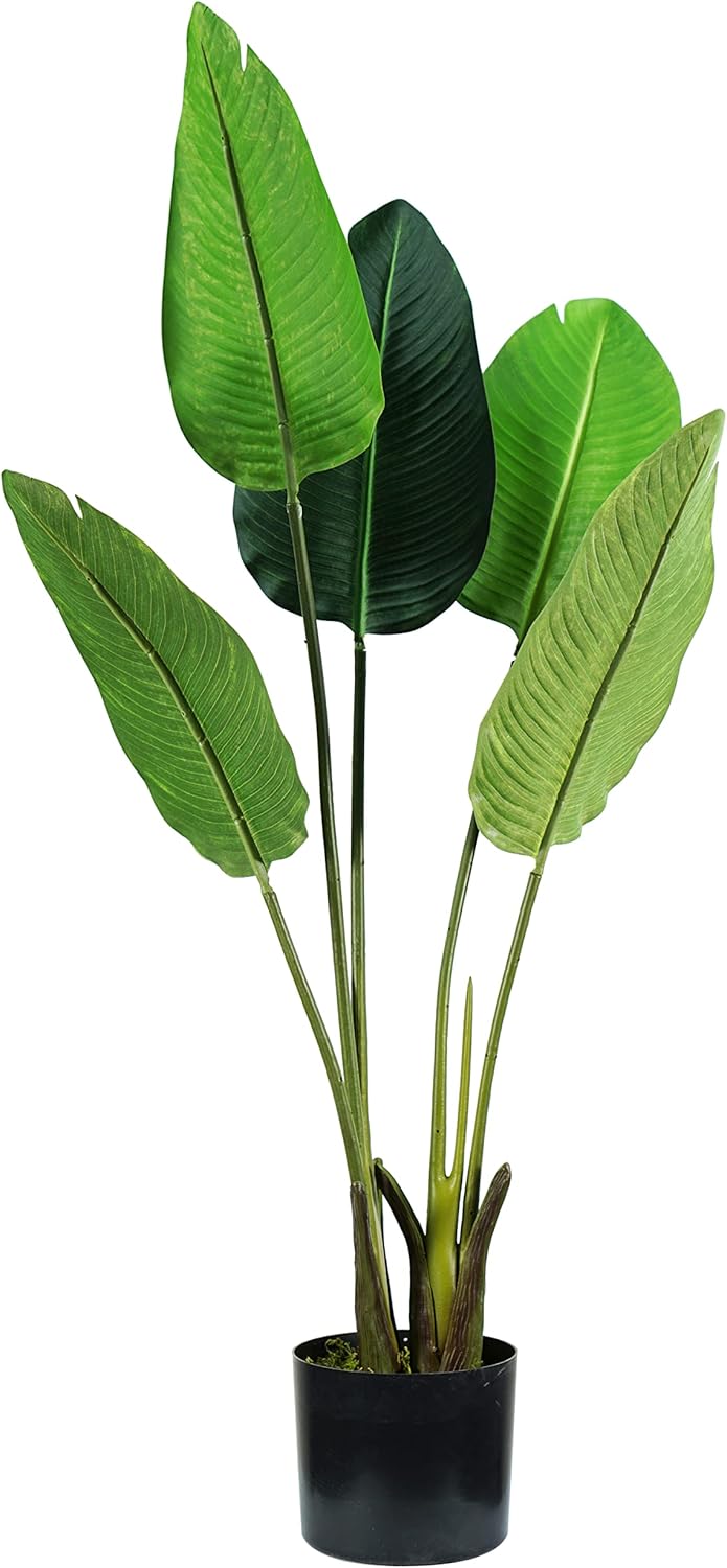 King Home pianta STRELITZIA H. 100 cm 5 FOGLIE completa di vaso con muschio