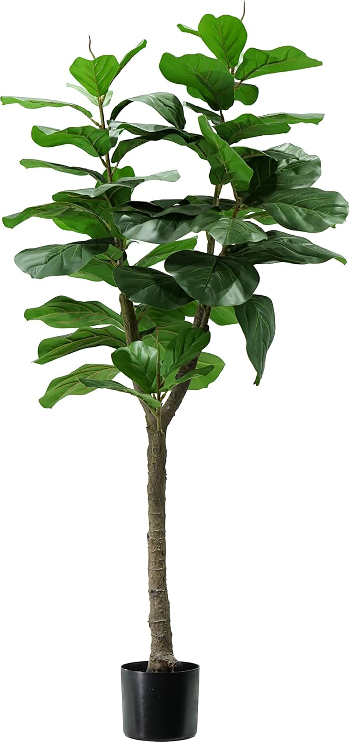 King Home pianta FICUS LYRATA H. 130 cm 60 FOGLIE completa di vaso con muschio
