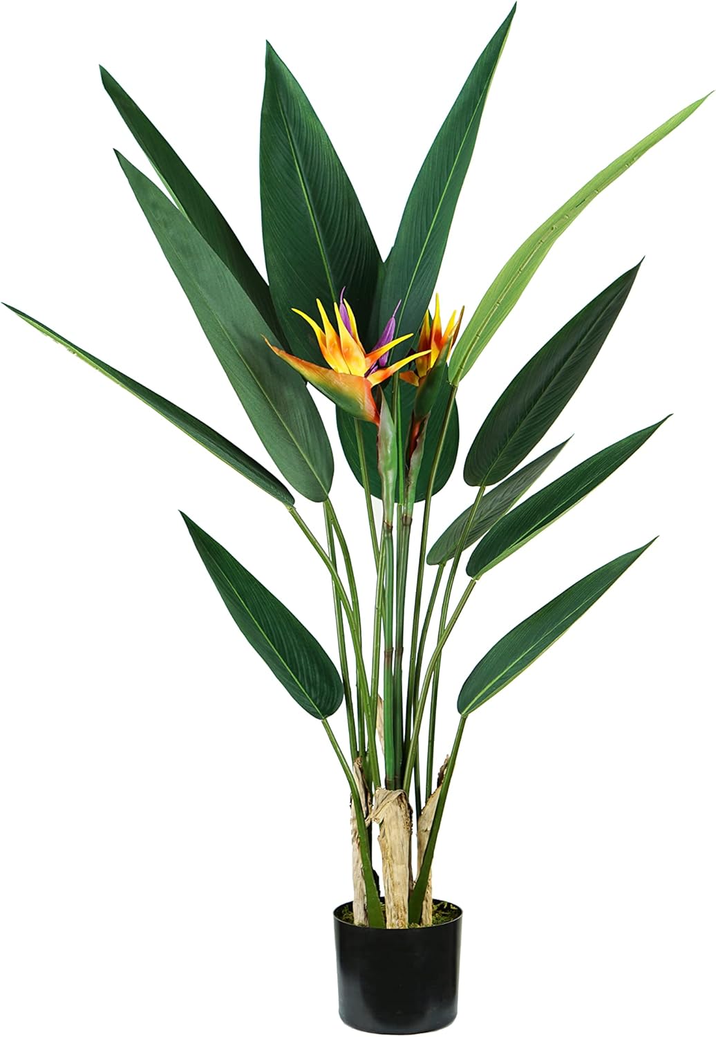 King Home pianta STRELITZIA H. 120 cm 12 FOGLIE + 2 FIORI completa di vaso con muschio