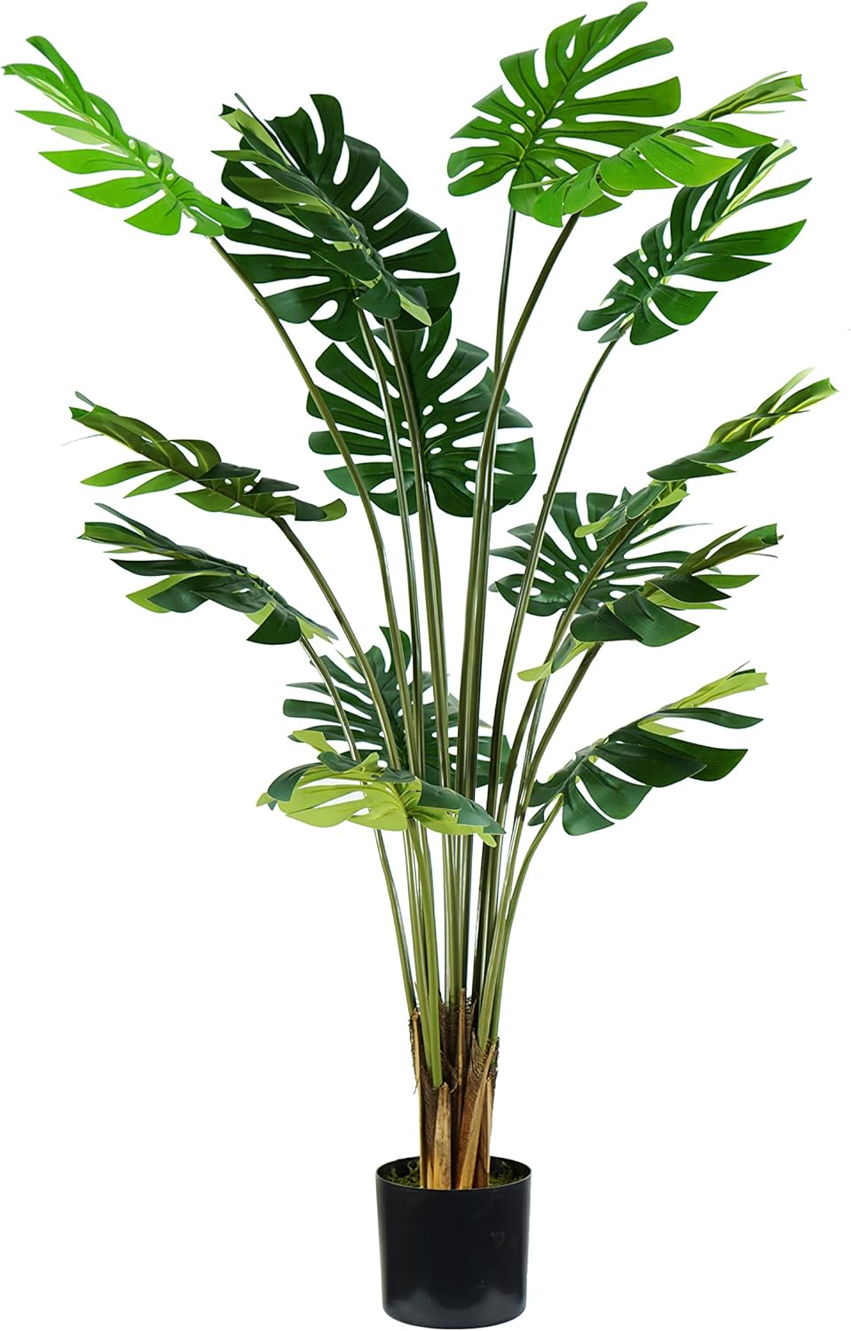 King Home pianta MONSTERA H. 170 cm 16 FOGLIE completa di vaso con muschio