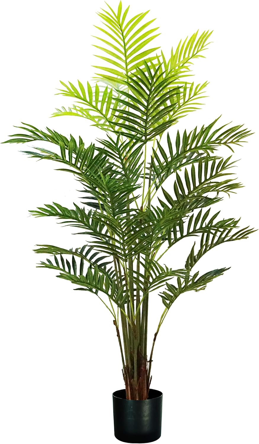 King Home pianta PALMA ARECA H. 160 cm 33 FOGLIE completa di vaso con muschio